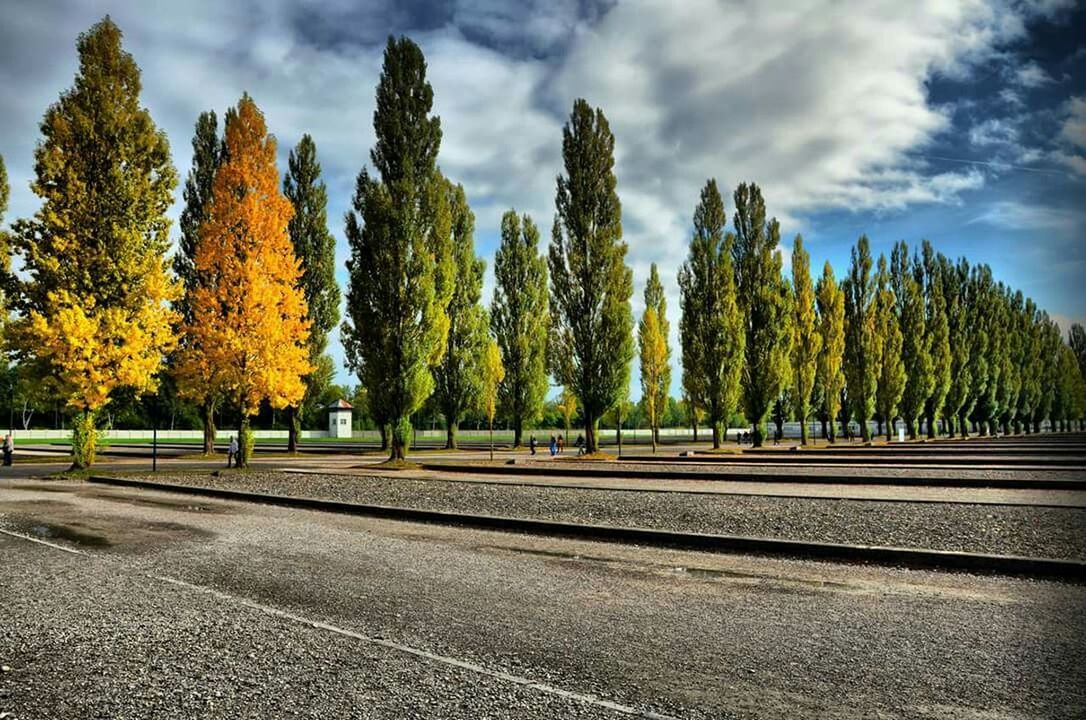 ROAD PASSING THROUGH TREES