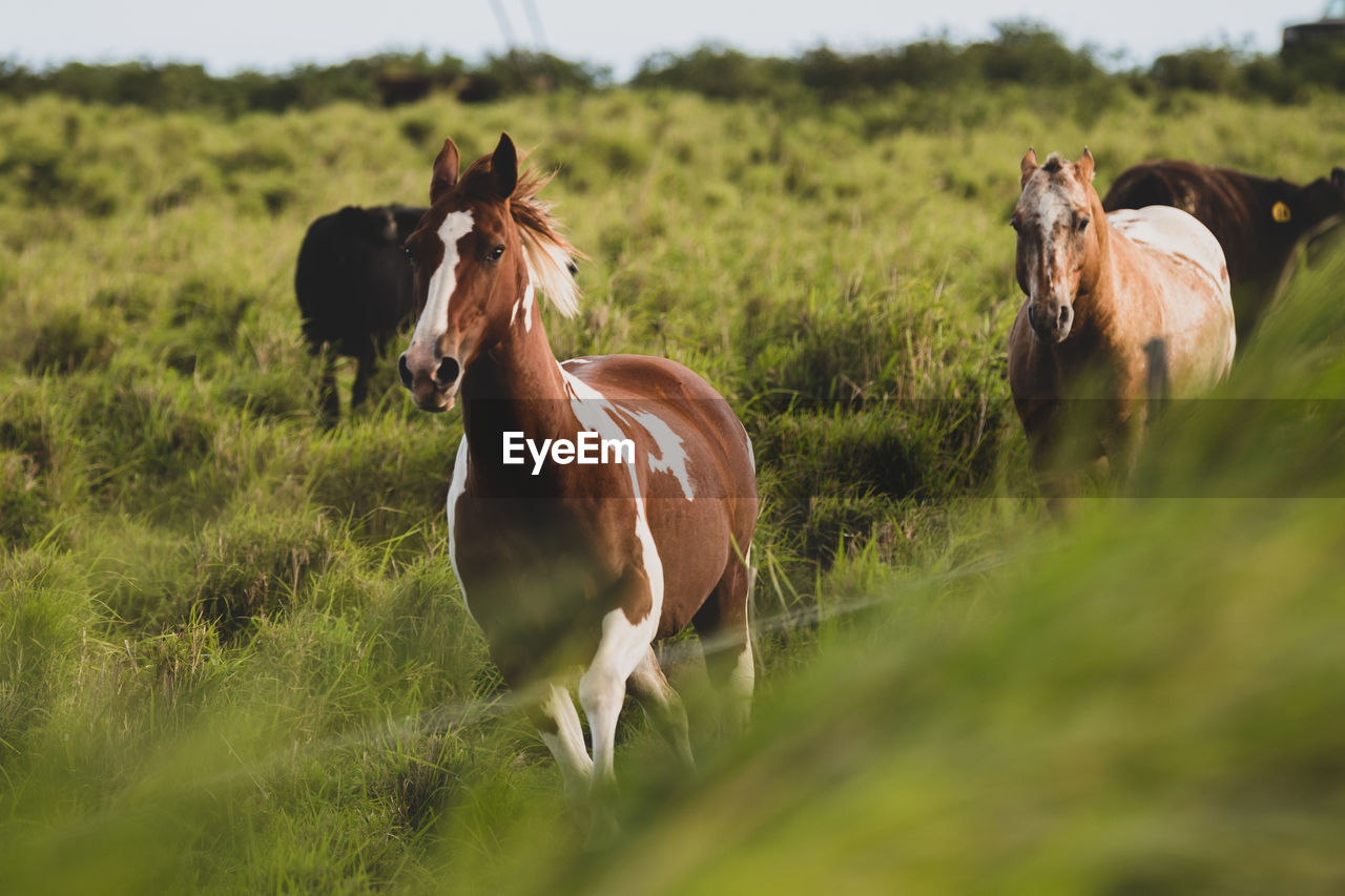 Horses running by cows in a field in hawaii