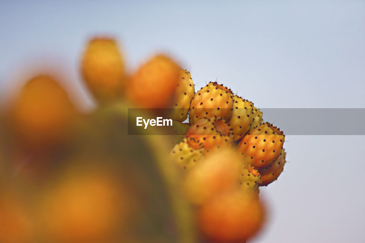 Close-up shot of prickly pear cactus fruit