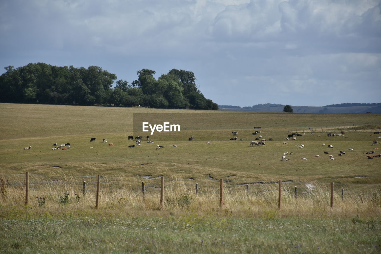 FLOCK OF SHEEP GRAZING IN THE FIELD