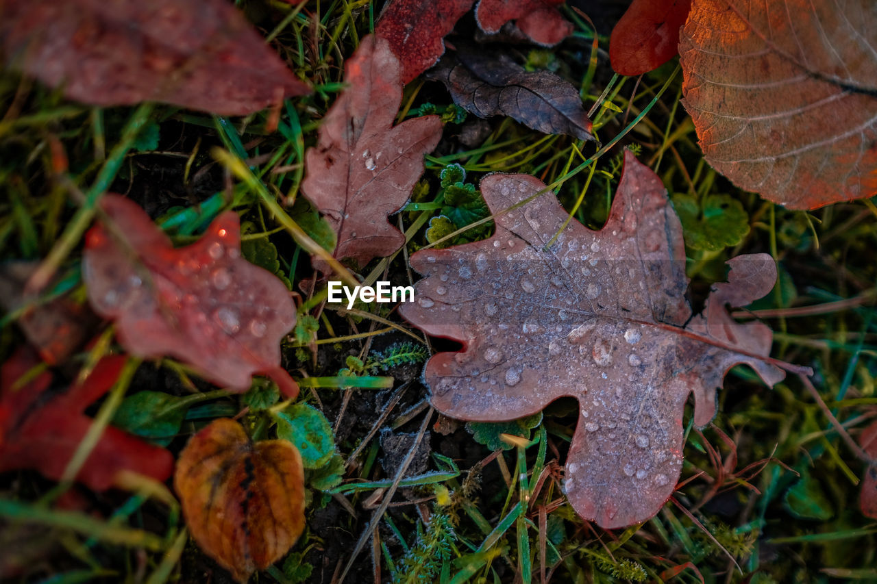 High angle view of dry maple leaves on field