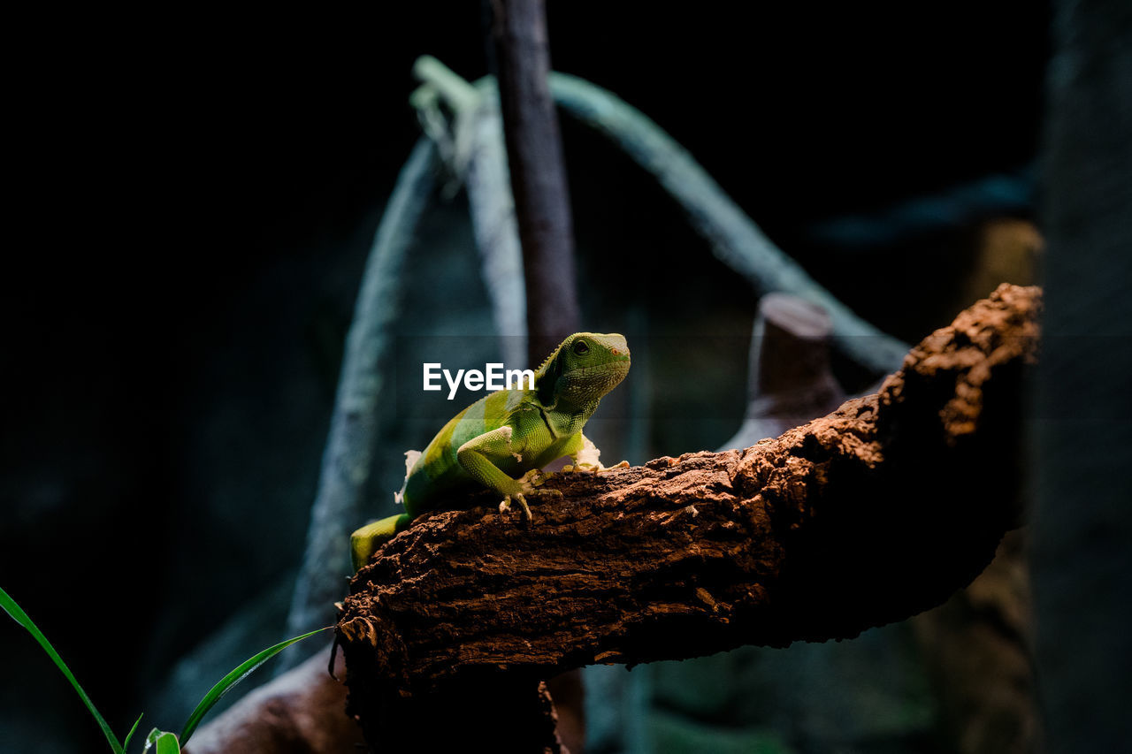 Close-up of green lizard on branch in forest