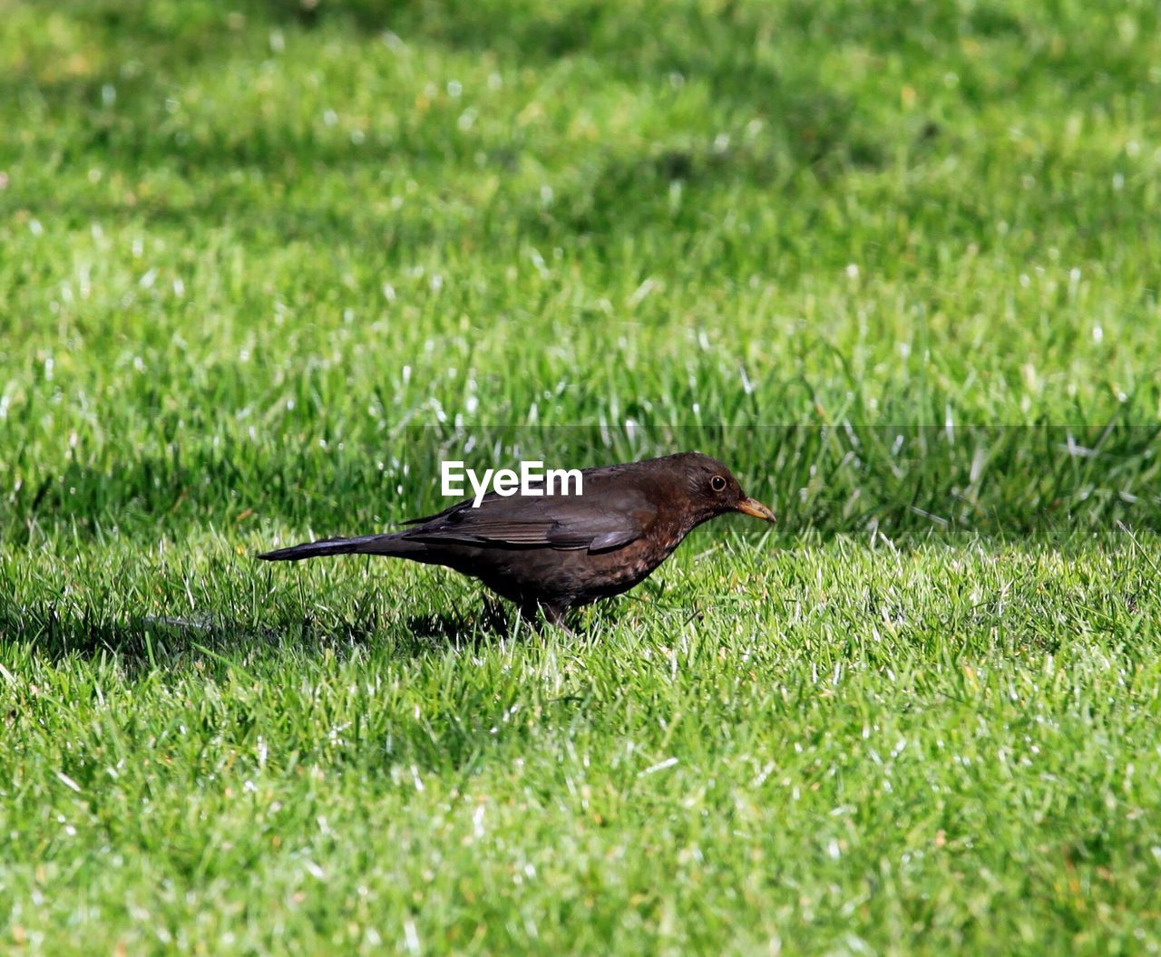 View of bird on grassy field