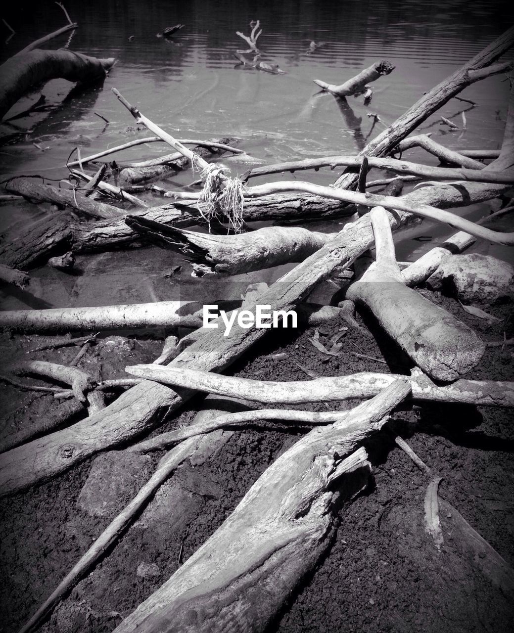 Driftwood at the lakeside