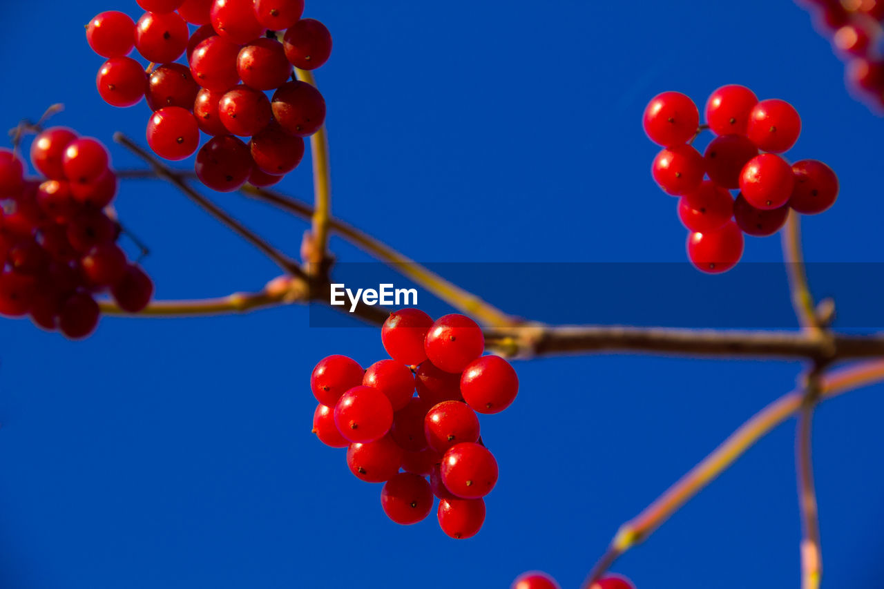 Close-up low angle view of berries on tree