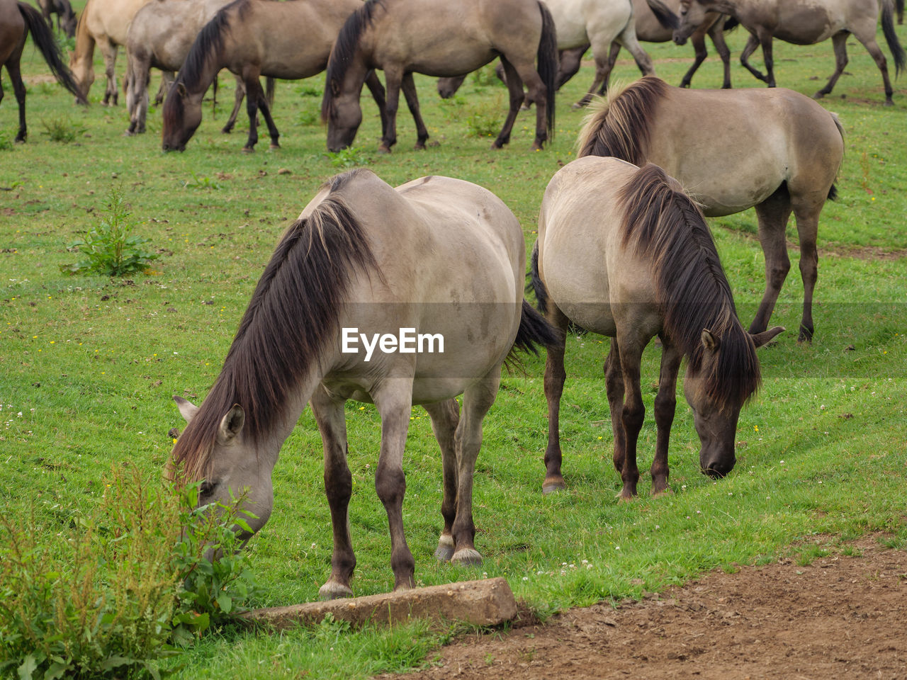 Wild horses in germany