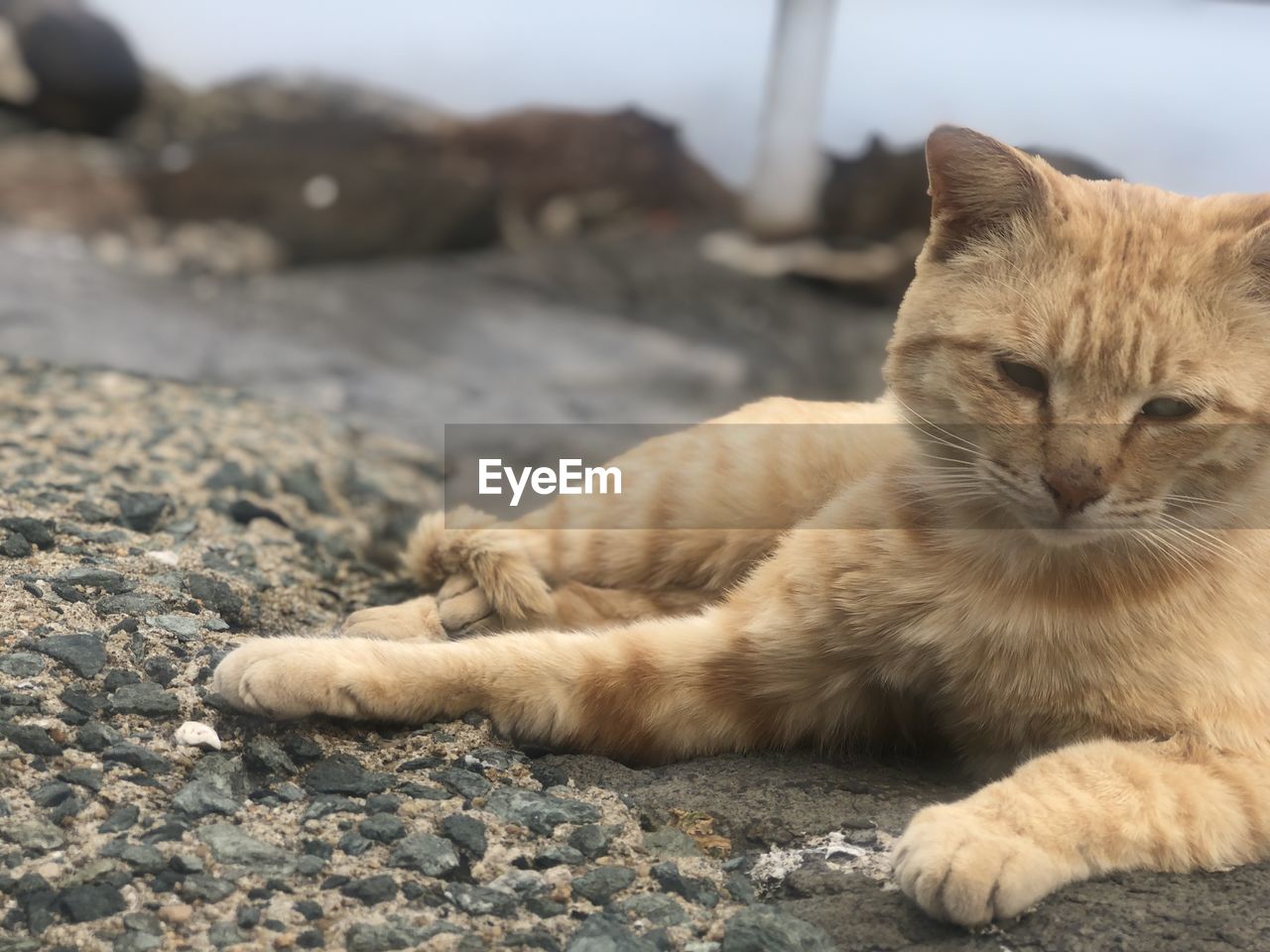 CLOSE-UP OF A CAT RESTING ON ROCK