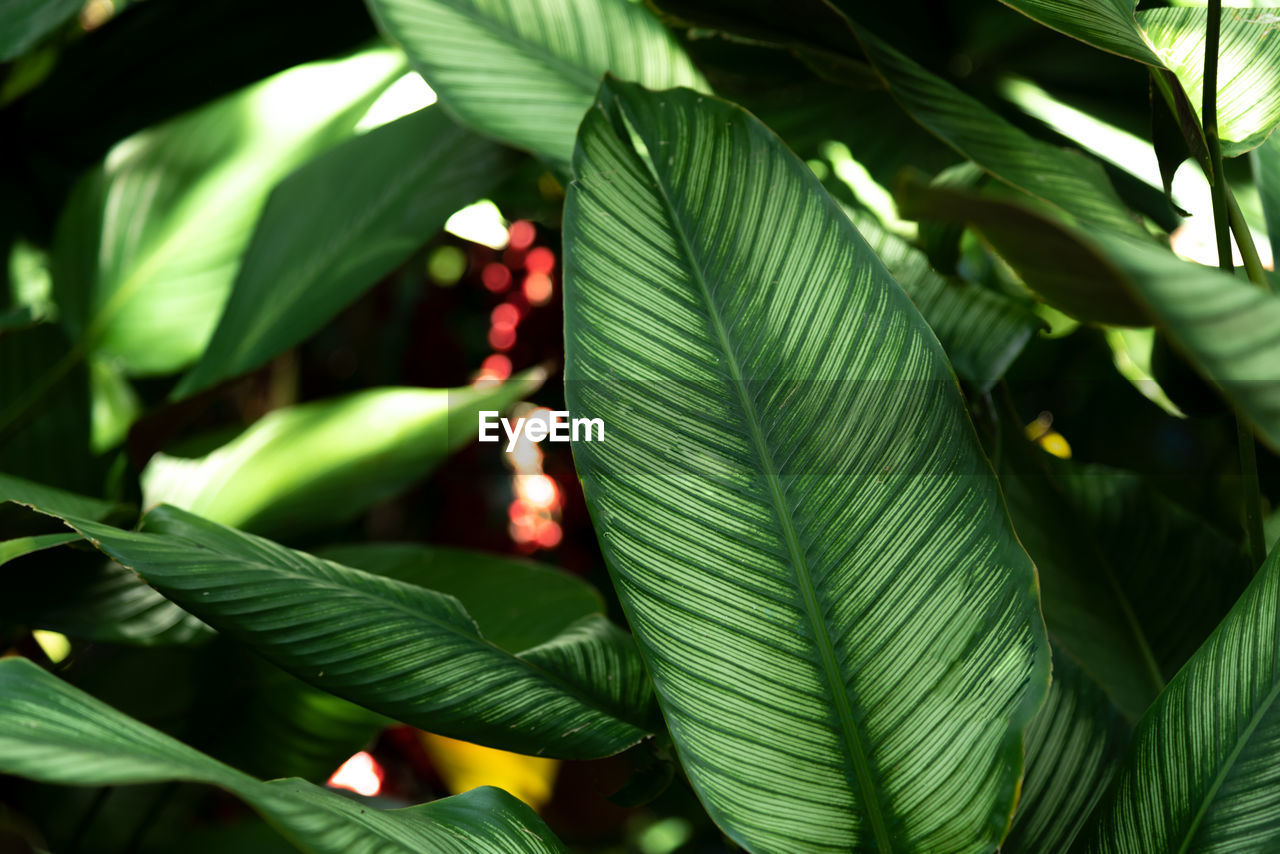 Close-up of plants growing outdoors