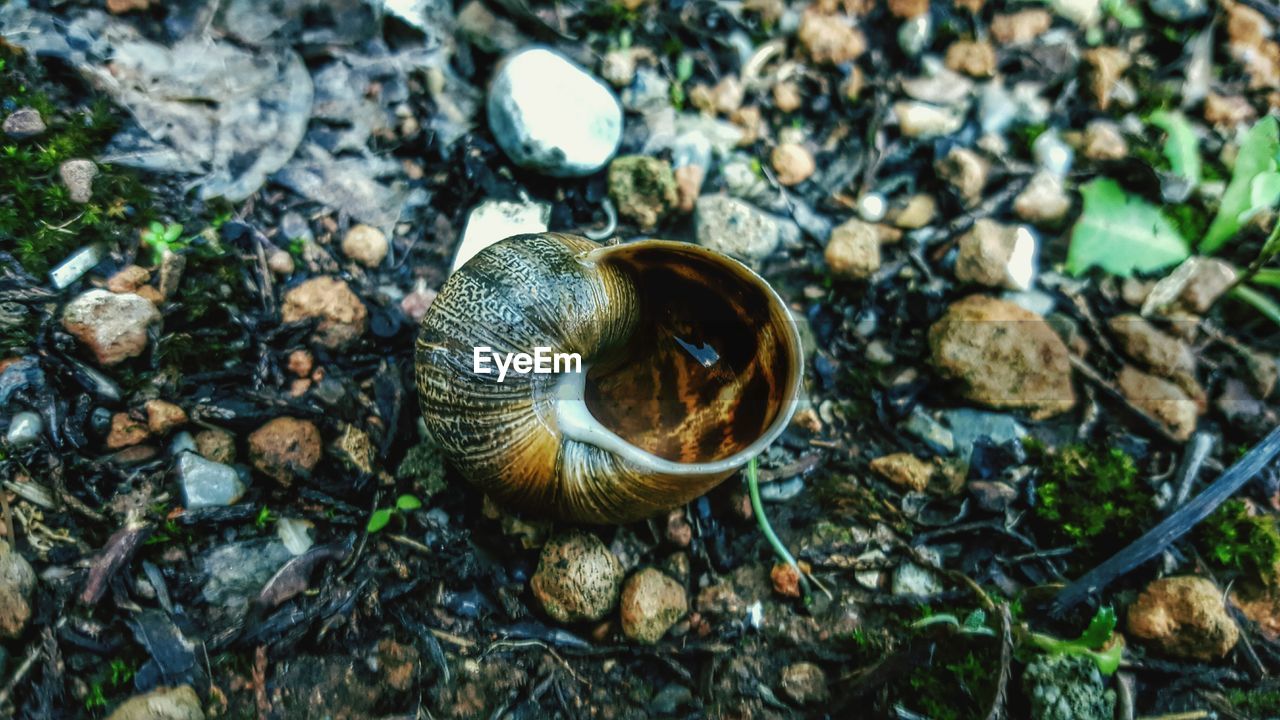 High angle view of water in sea shell on field