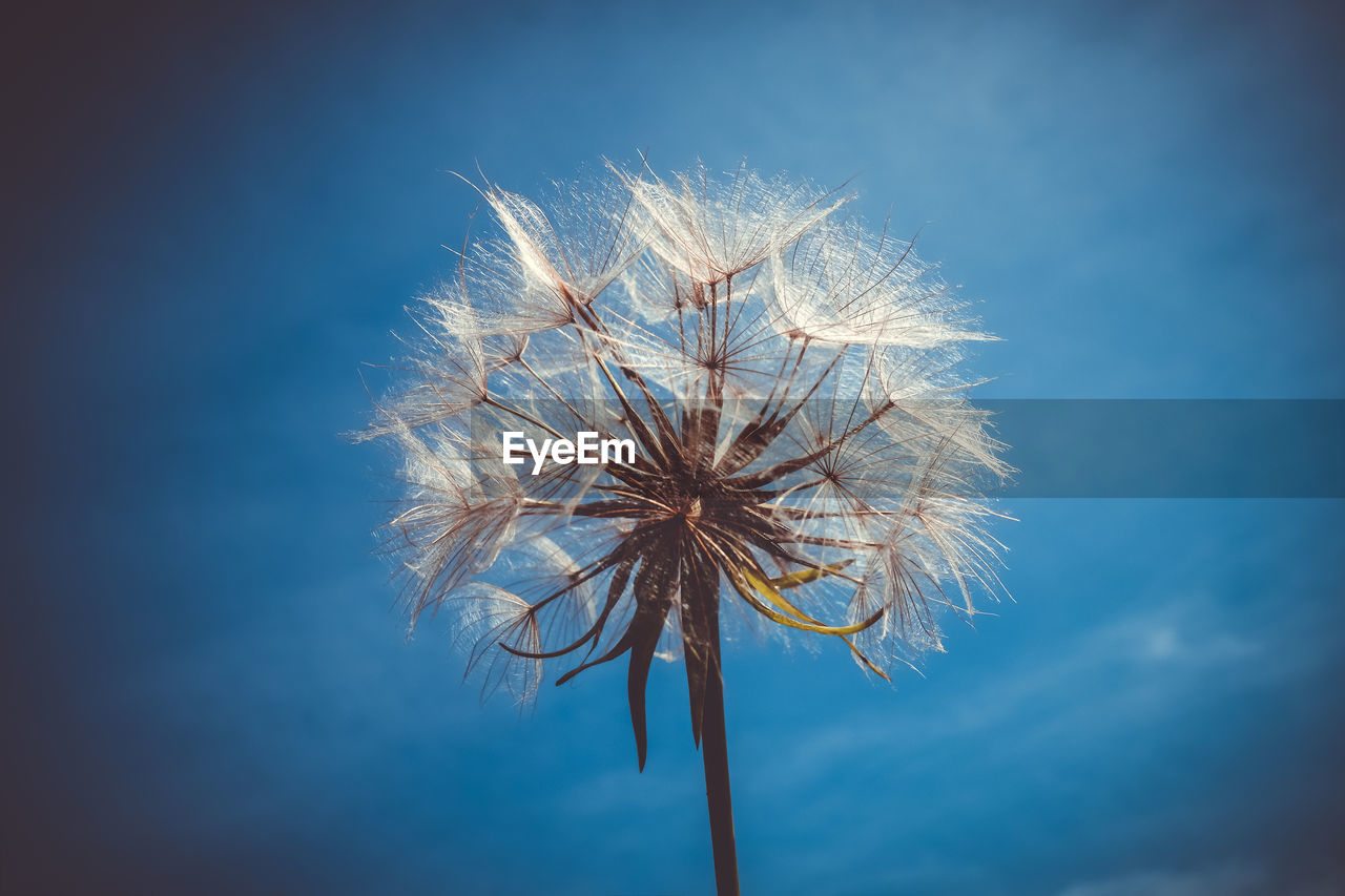 LOW ANGLE VIEW OF DANDELION ON PLANT AGAINST SKY