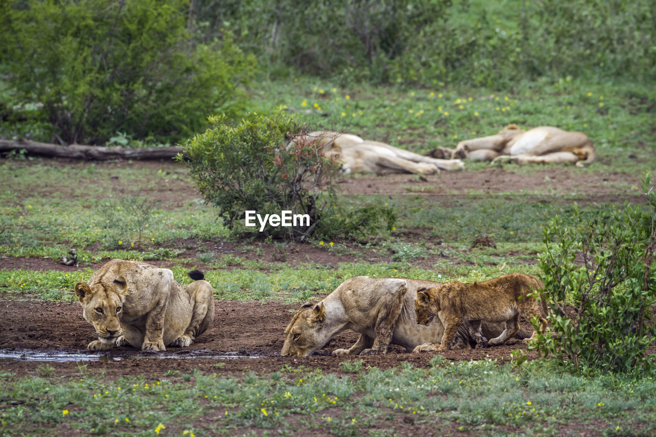 Lionesses drinking water