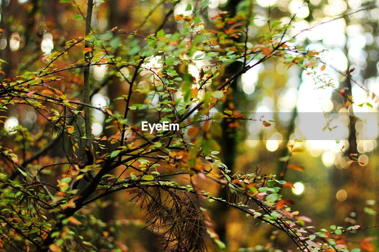 Low angle view of tree branches on sunny day