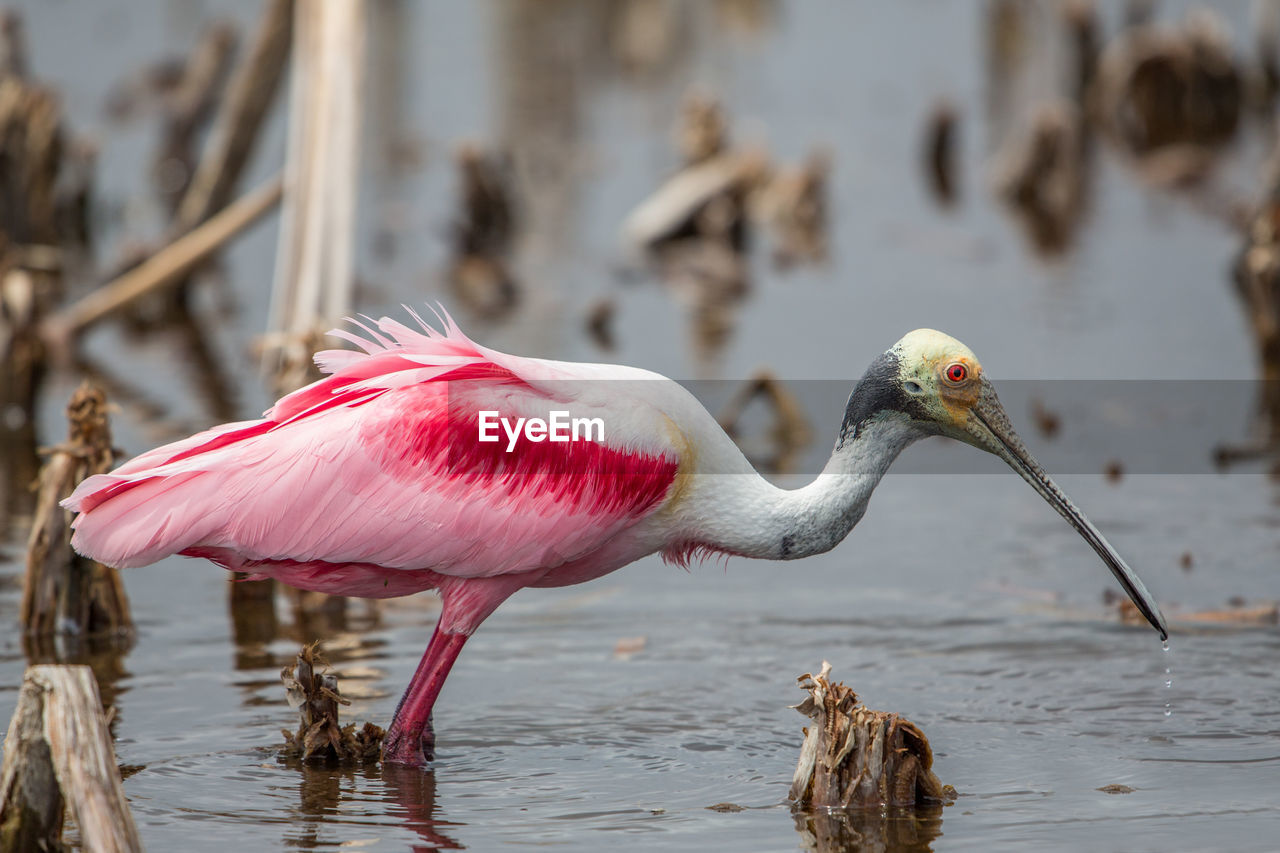 Close-up of bird in lake