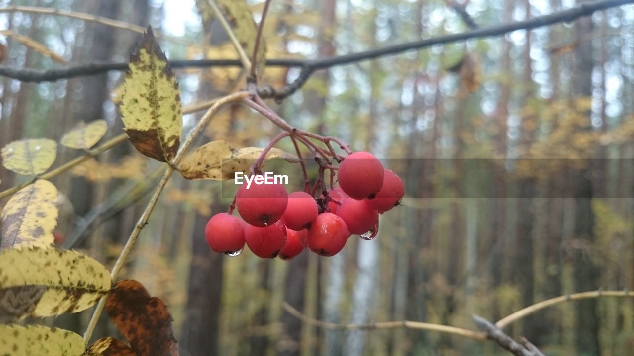 CLOSE-UP OF FRUITS ON TREE