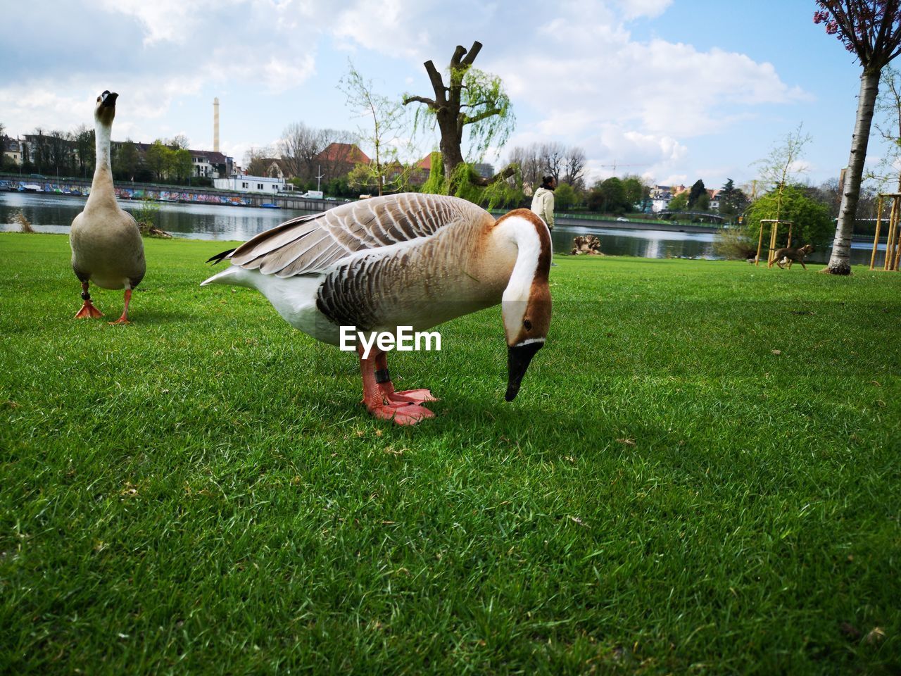 VIEW OF BIRDS ON GRASS