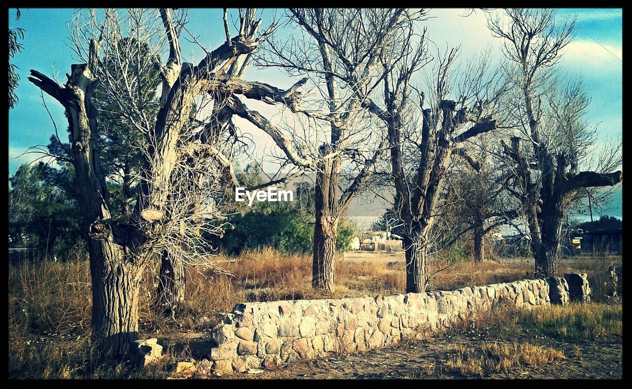 TREES ON FIELD