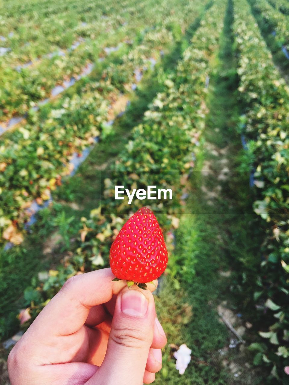 CLOSE-UP OF HAND HOLDING BERRIES