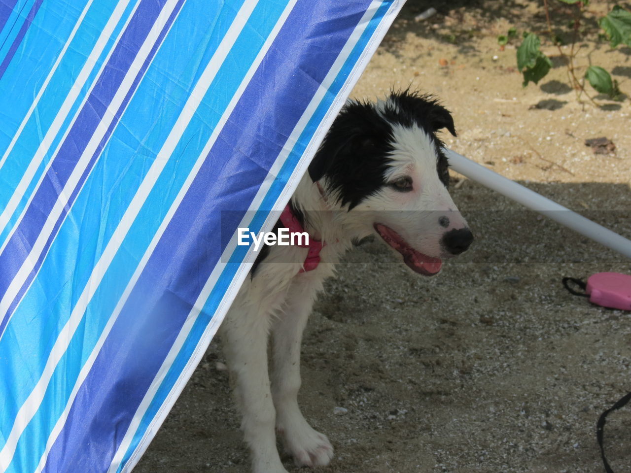 Close-up of dog on beach