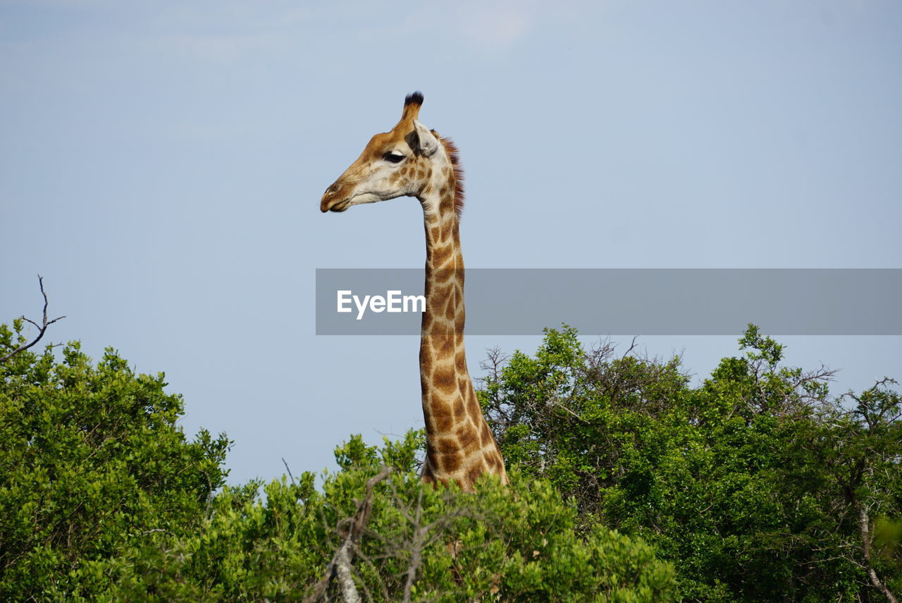 Low angle view of giraffe on tree against sky