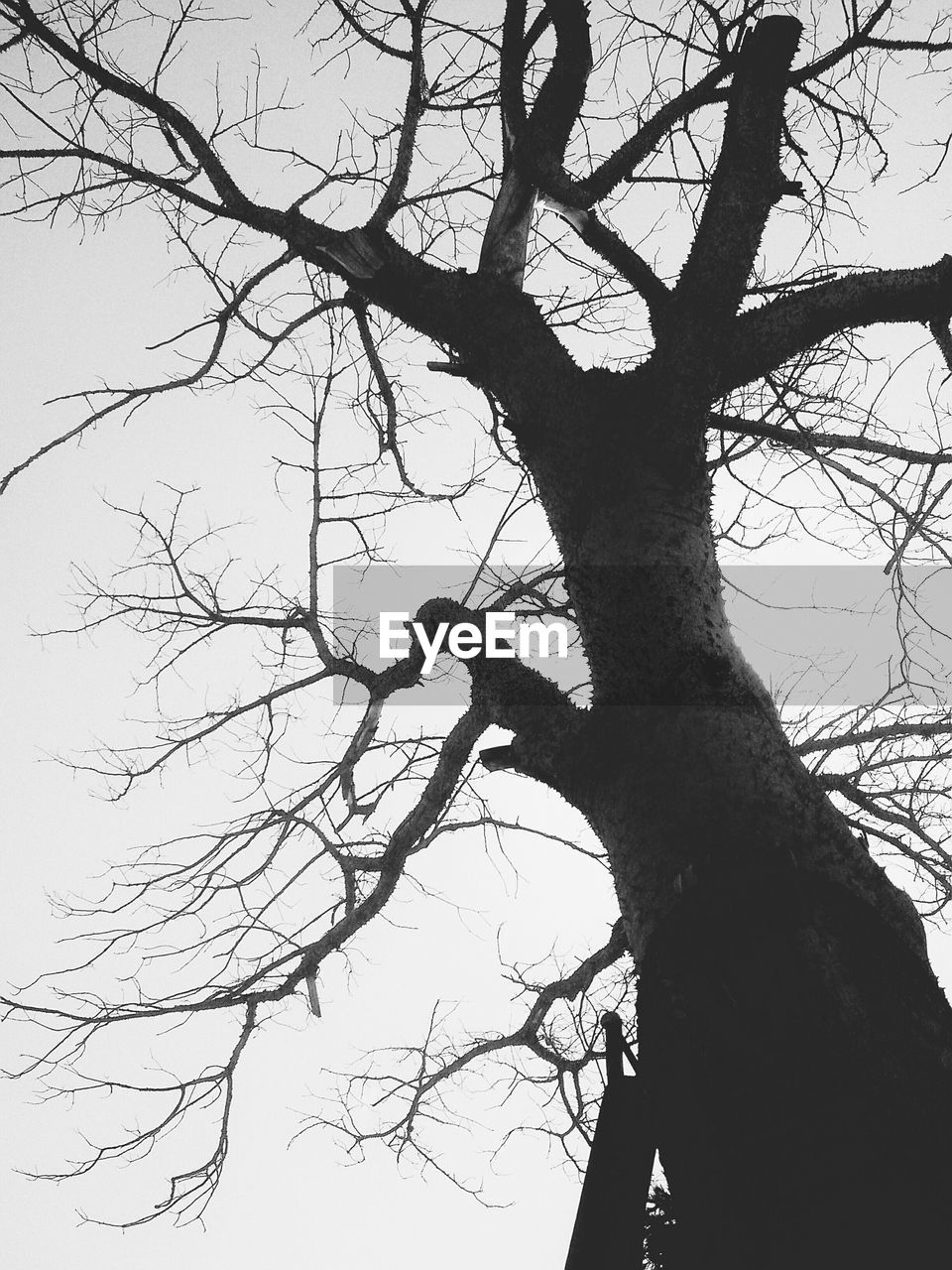 LOW ANGLE VIEW OF BARE TREES AGAINST SKY