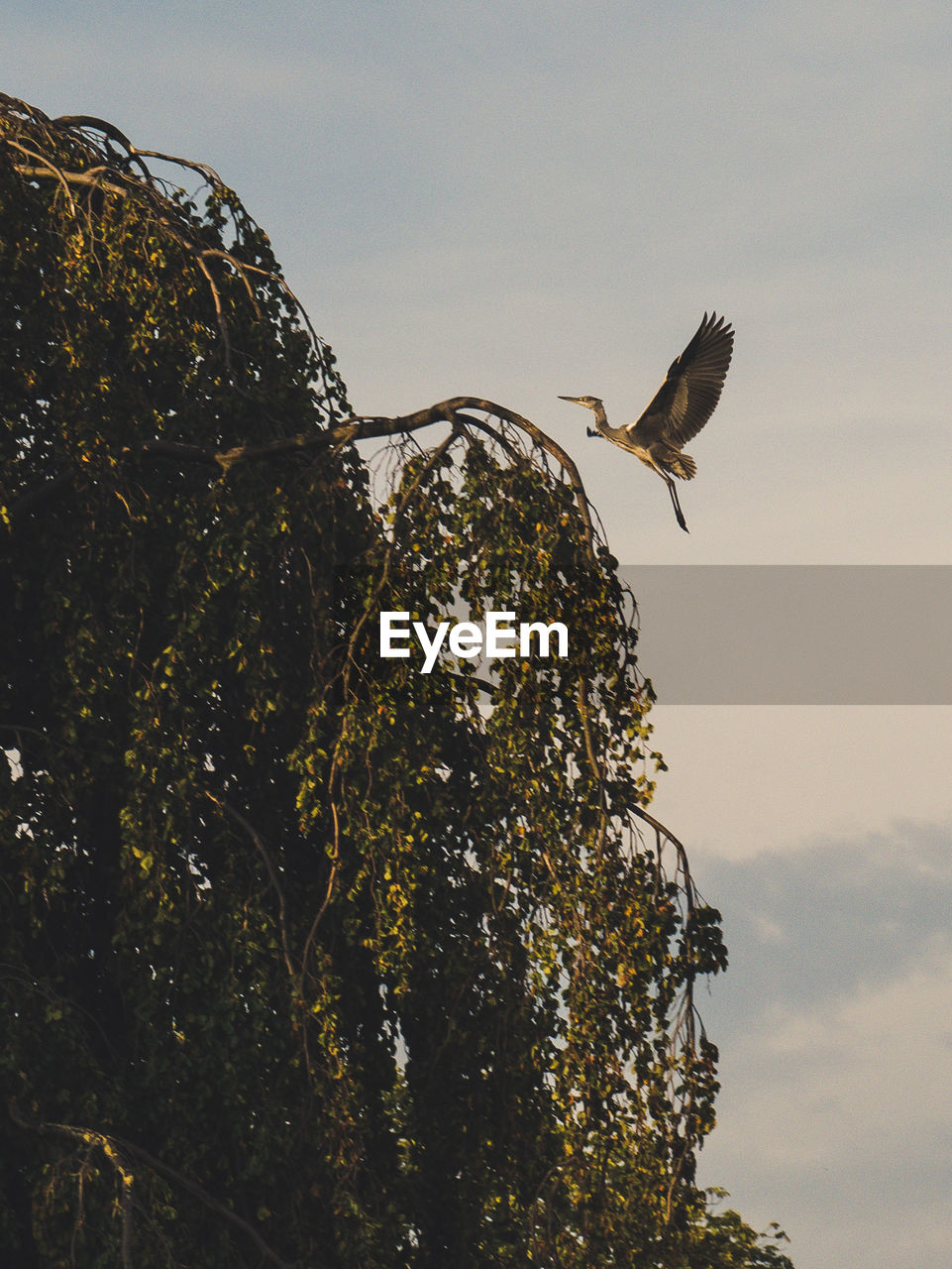 Low angle view of heron flying against sky