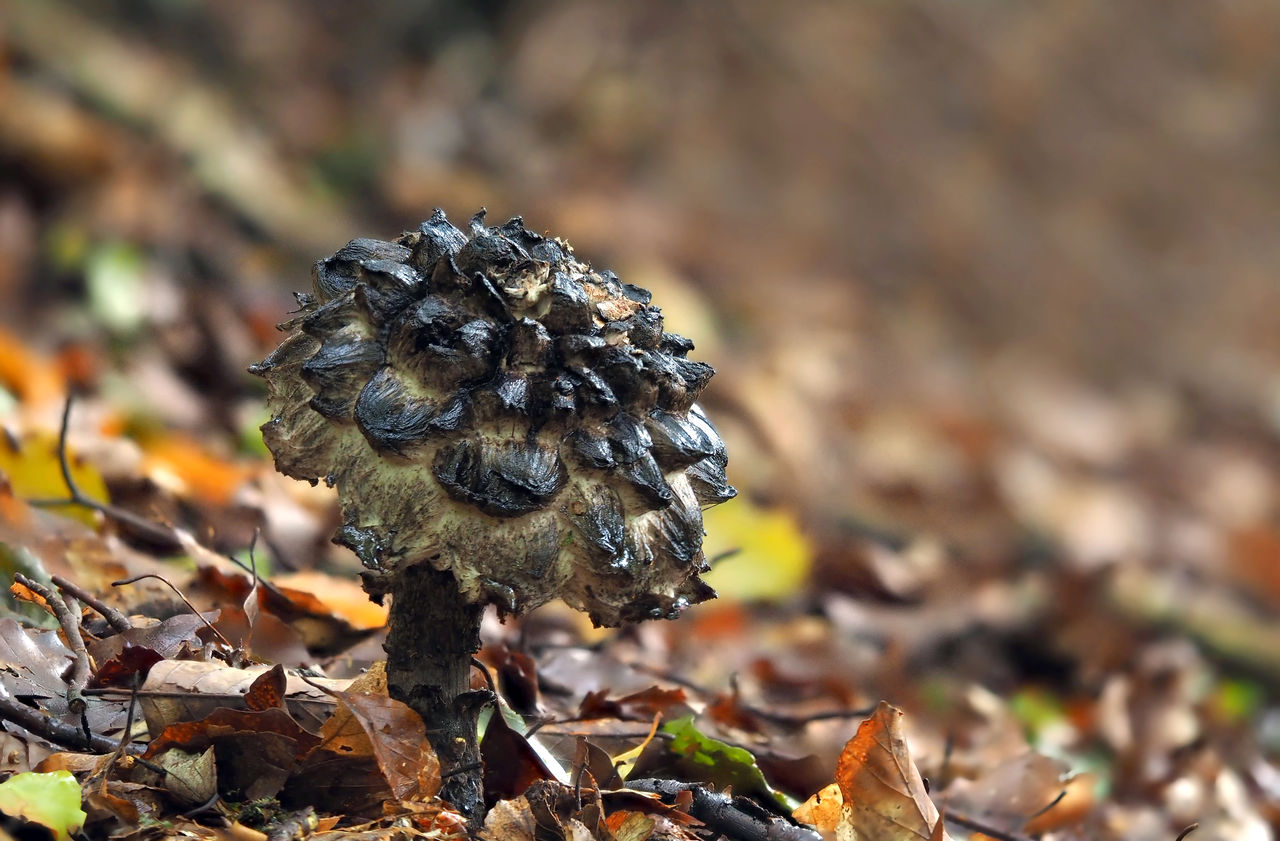 Close-up of dried dry leaves on field