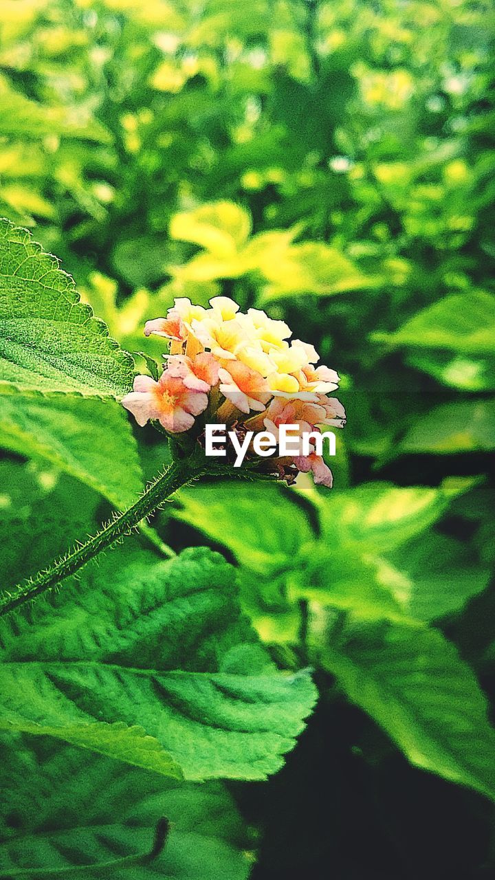 Close-up of lantana camara in park