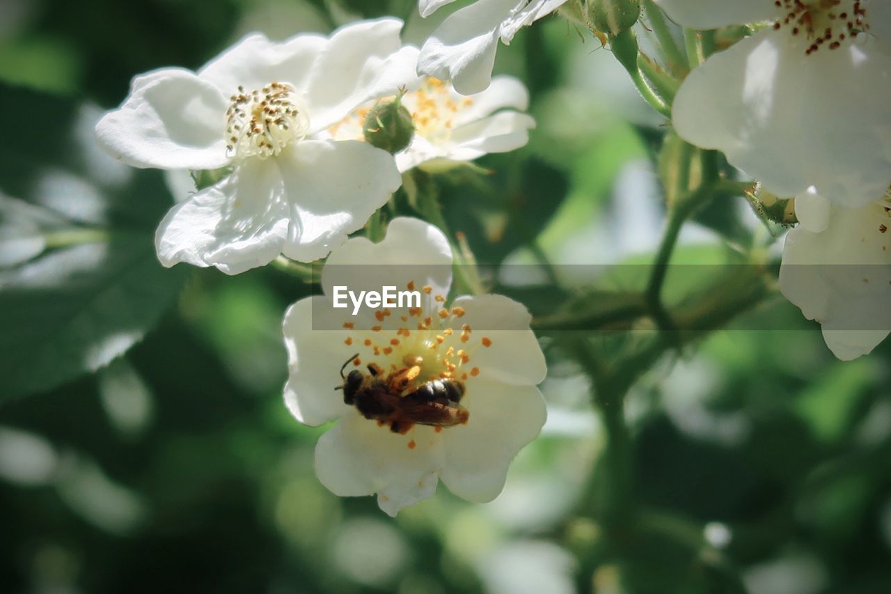 plant, flower, flowering plant, beauty in nature, freshness, blossom, fragility, white, nature, growth, close-up, springtime, flower head, petal, tree, branch, pollen, focus on foreground, inflorescence, no people, macro photography, produce, outdoors, food, botany, fruit, food and drink, day, stamen, fruit tree, animal wildlife, plant part, shrub, selective focus, leaf, sunlight