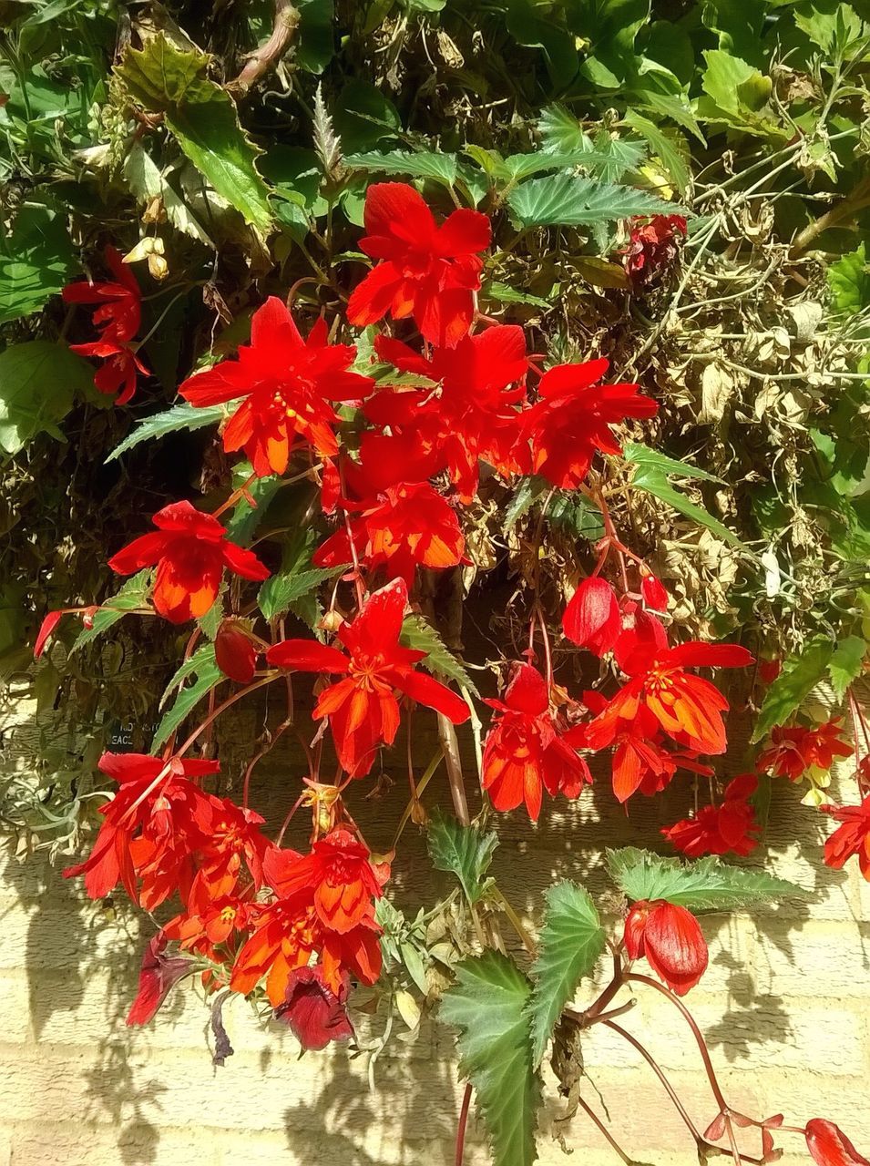 CLOSE-UP OF RED FLOWERS