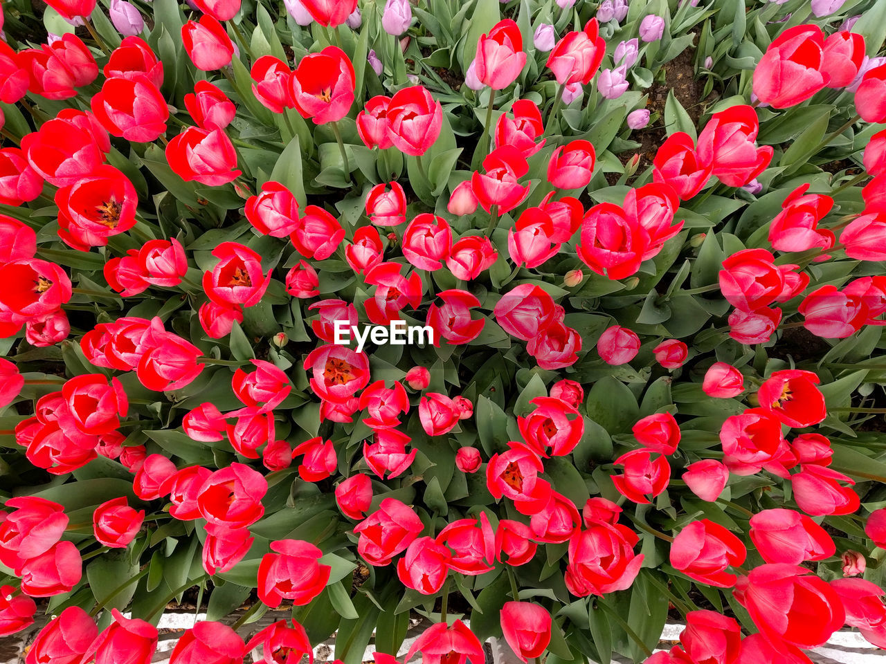 Full frame shot of red flowers