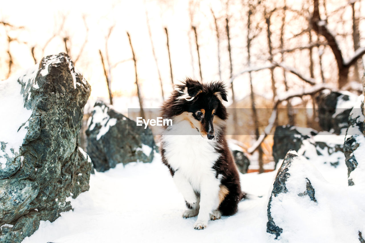 CAT ON SNOW COVERED FIELD