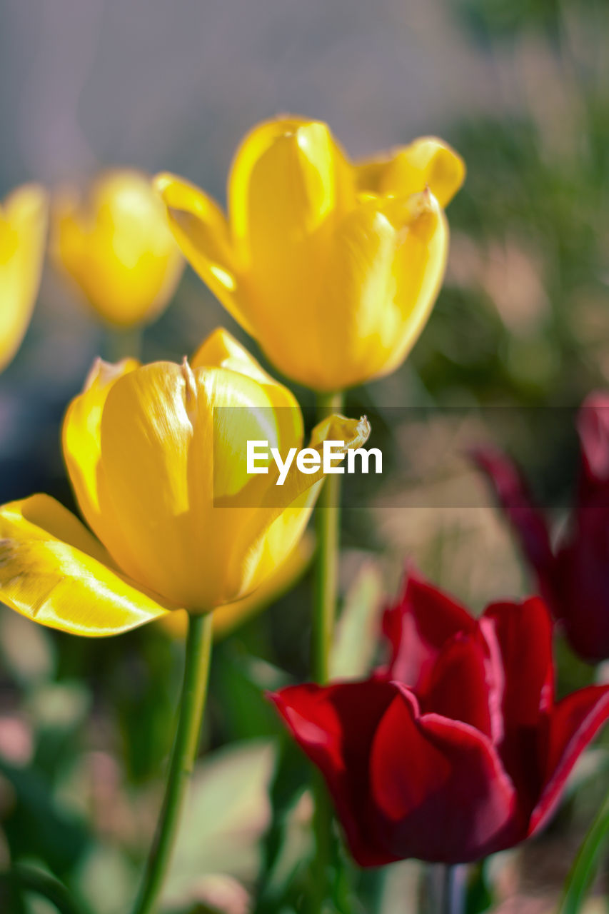 Close-up of yellow tulip