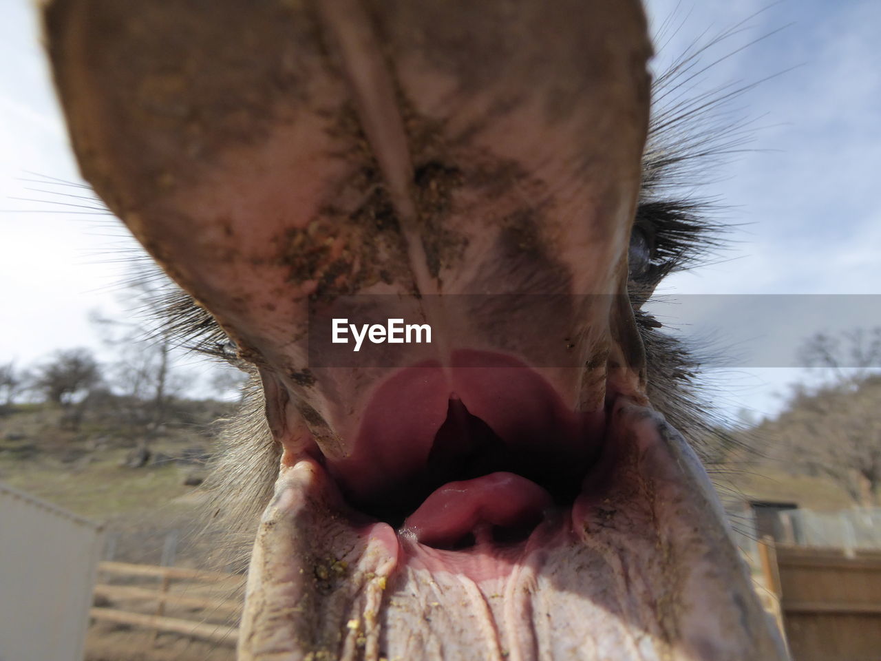 Close-up of ostrich with mouth open