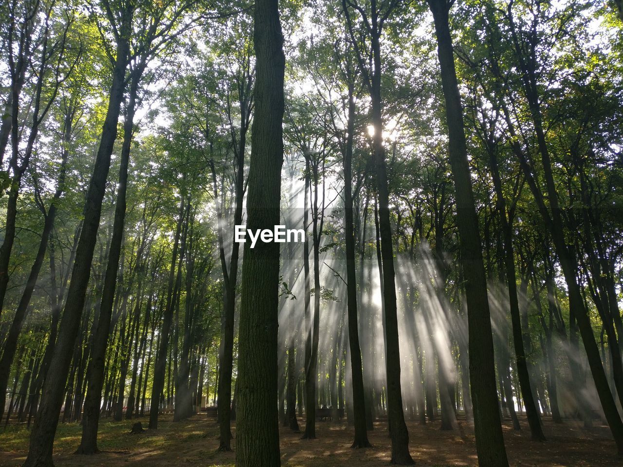 Sunlight streaming through trees in forest