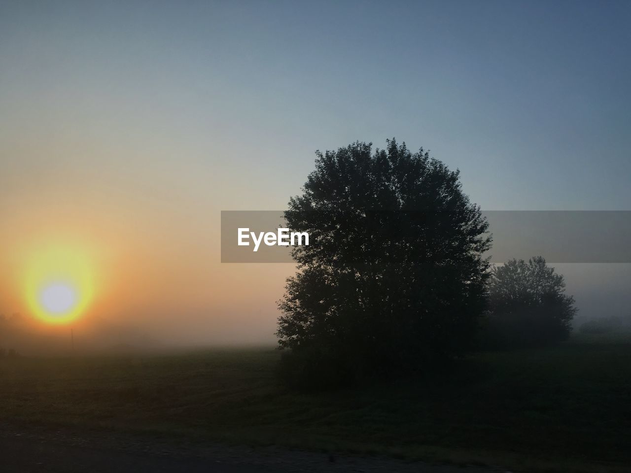 SILHOUETTE OF TREES ON LANDSCAPE