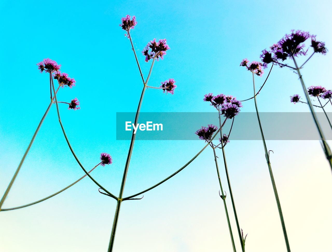 LOW ANGLE VIEW OF PINK FLOWERING PLANTS AGAINST CLEAR SKY