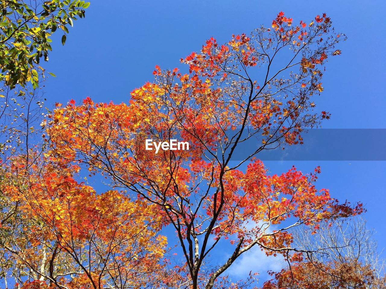 Low angle view of tree against blue sky