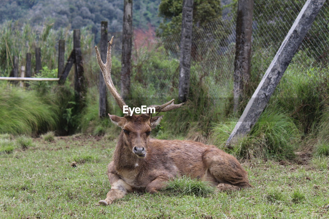 Close-up photo of deer