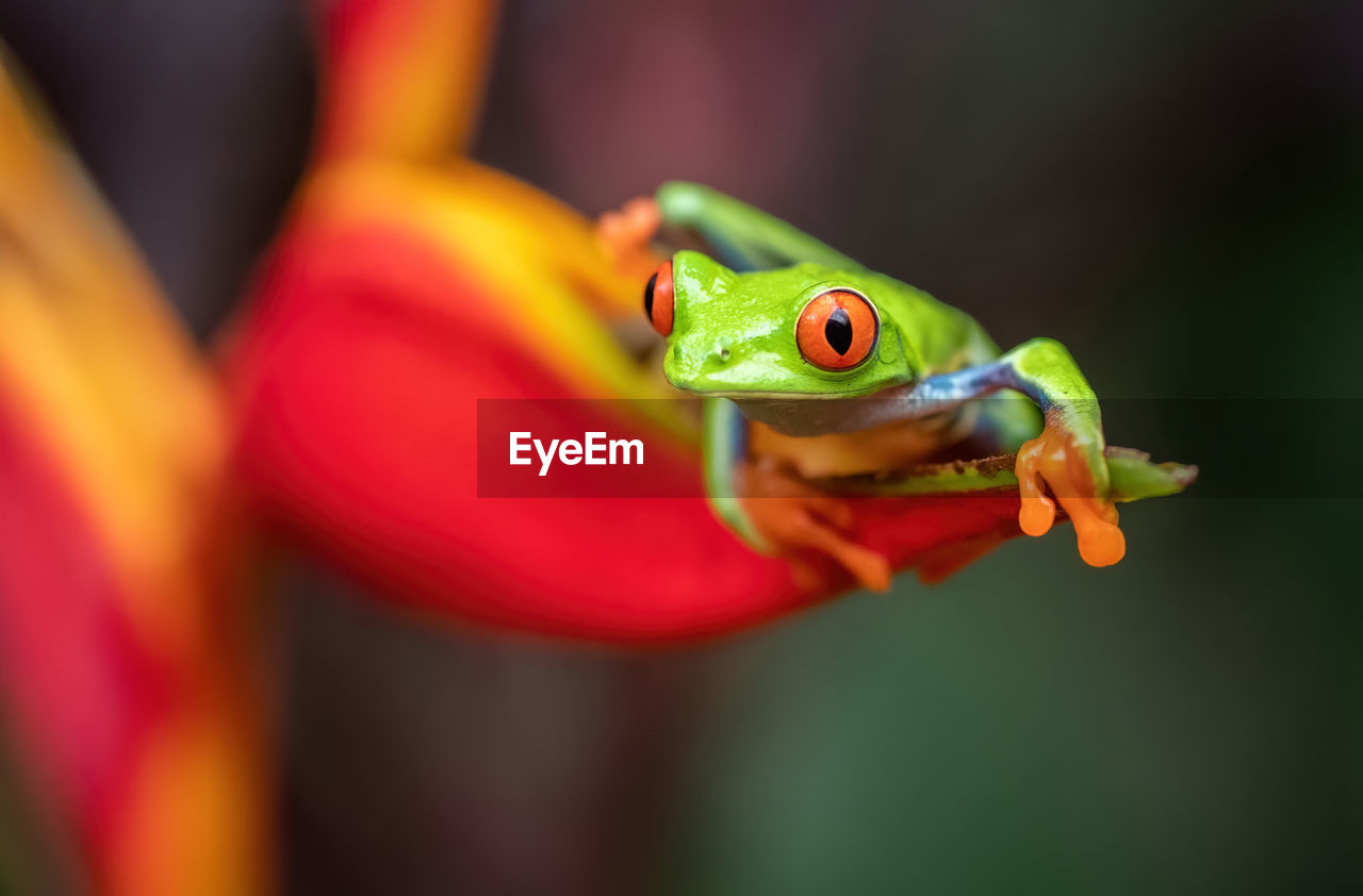 Close-up of frog sitting on leaf