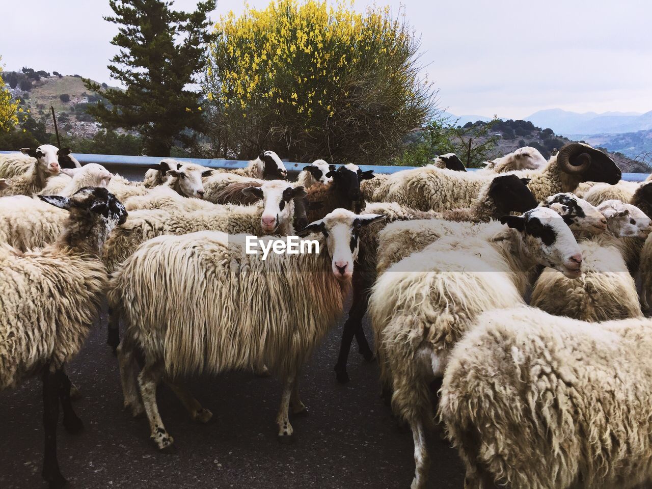 Sheep grazing in a field