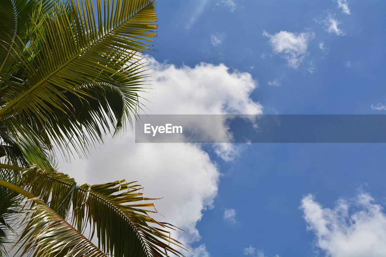 LOW ANGLE VIEW OF PALM TREE LEAVES AGAINST SKY