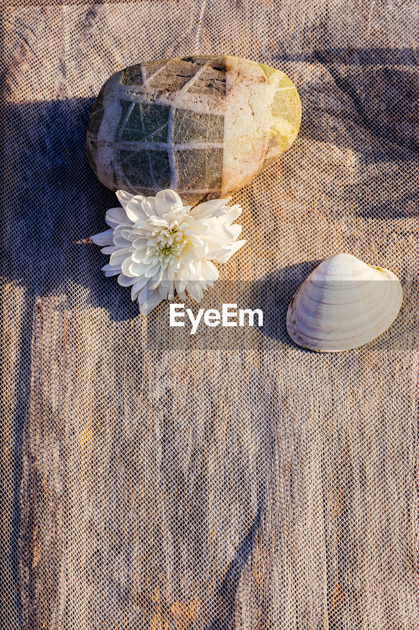 HIGH ANGLE VIEW OF WHITE FLOWERING PLANT IN CONTAINER