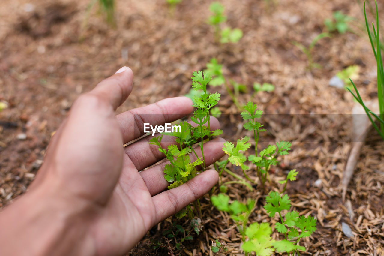 cropped hand of person holding yellow flower