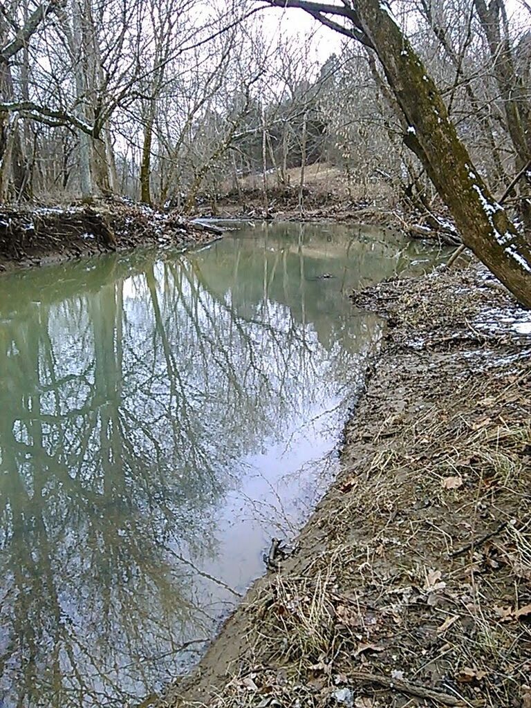 REFLECTION OF TREES IN WATER