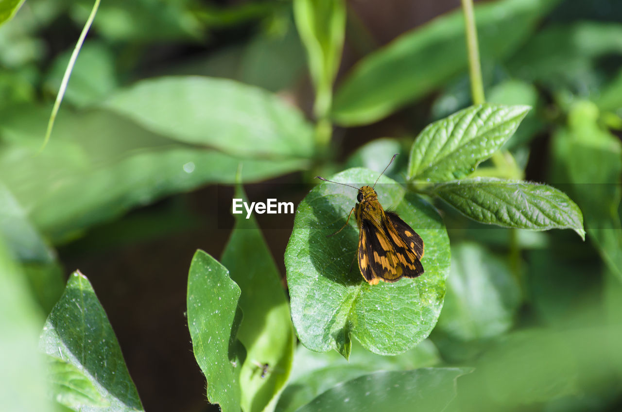 Close-up of insect on leaf