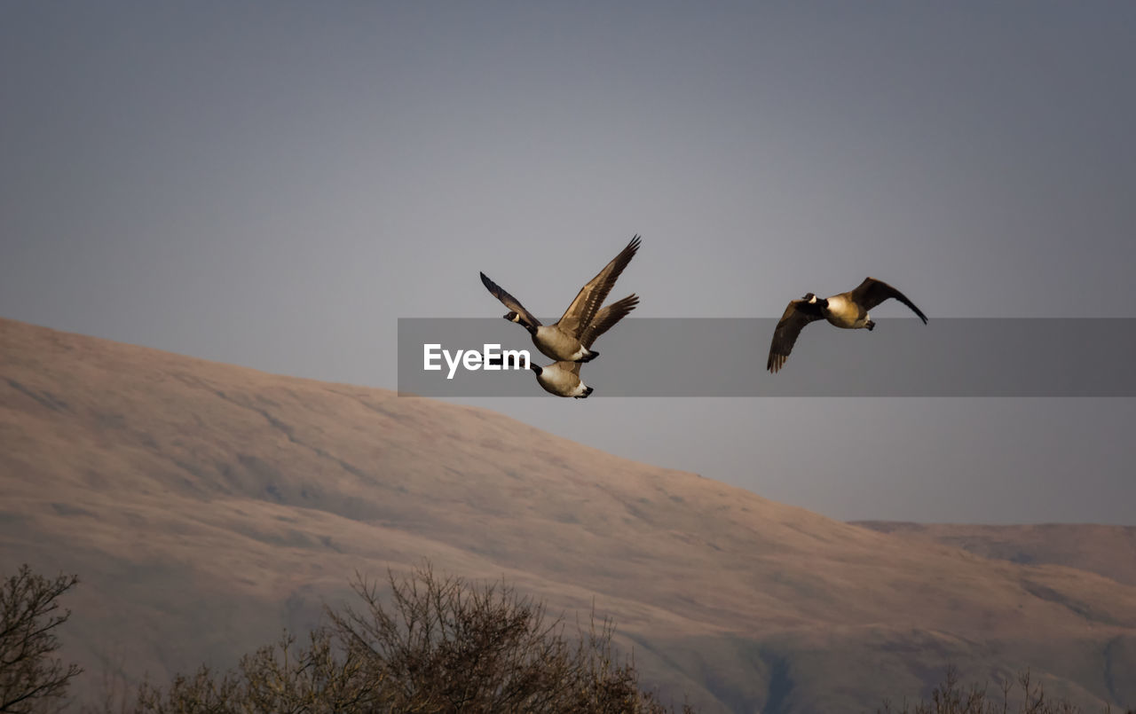 LOW ANGLE VIEW OF BIRDS FLYING