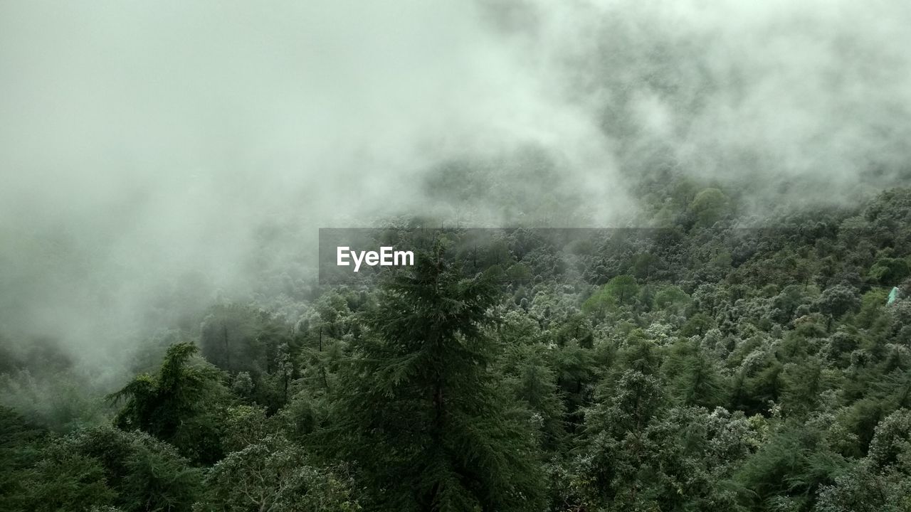SCENIC VIEW OF FOREST AGAINST SKY