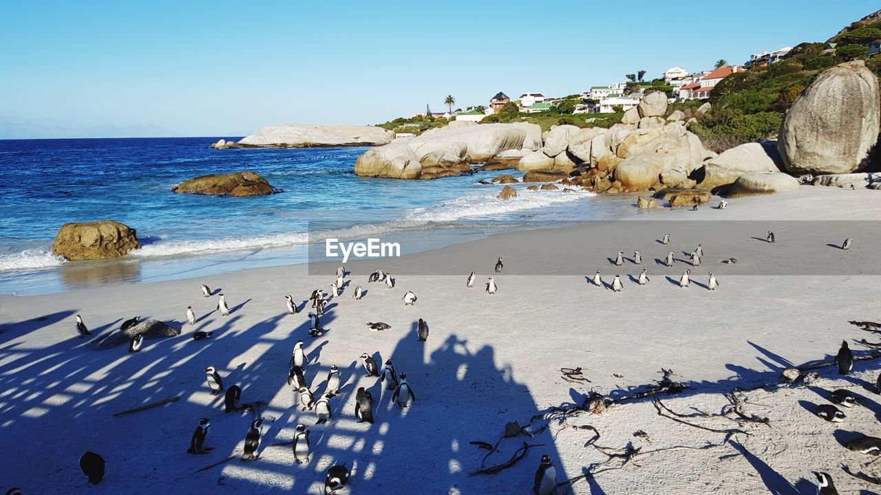 Scenic view of penguins on beach against clear sky