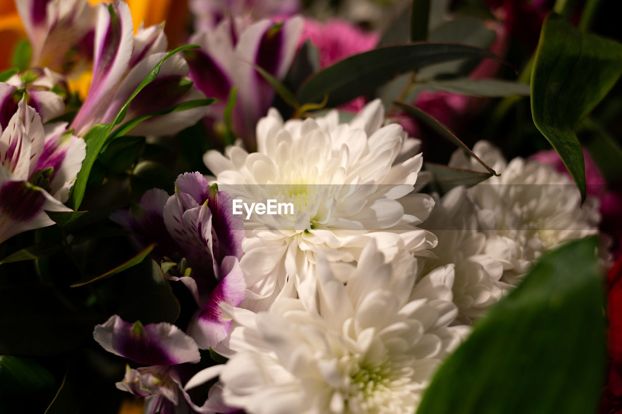 flower, flowering plant, plant, beauty in nature, freshness, nature, close-up, floristry, petal, flower head, bouquet, fragility, pink, plant part, leaf, flower arrangement, no people, inflorescence, blossom, white, multi colored, floral design, purple, macro photography, growth, selective focus, springtime, outdoors