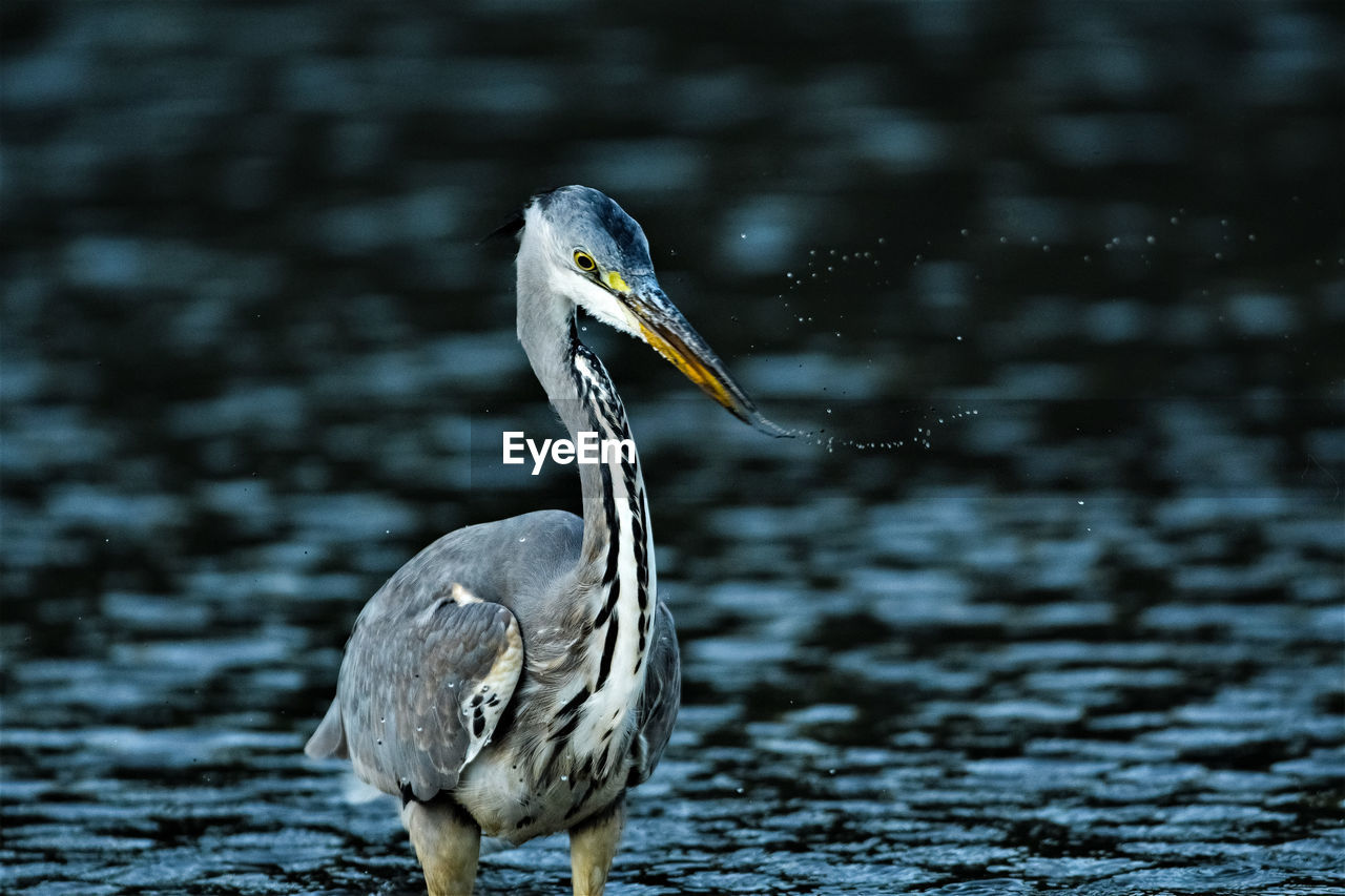 CLOSE-UP OF A HERON